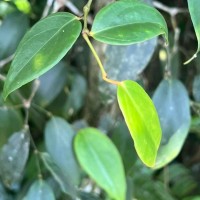 Piper trineuron Miq.